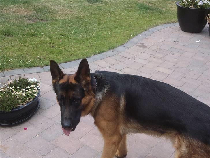 Schæferhund Buller R.I.P. billede 12