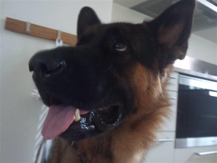 Schæferhund Buller R.I.P. billede 13