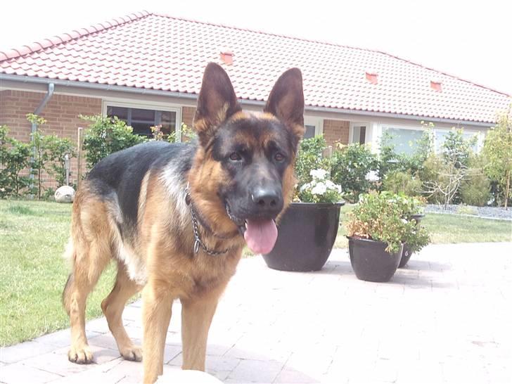 Schæferhund Buller R.I.P. billede 14