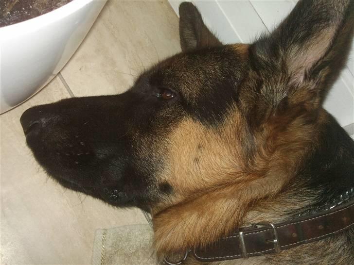 Schæferhund Buller R.I.P. billede 15