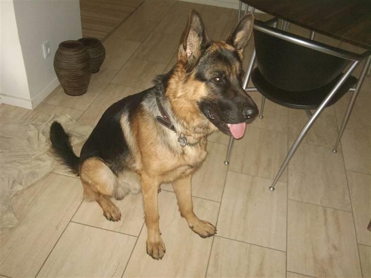 Schæferhund Buller R.I.P. billede 16