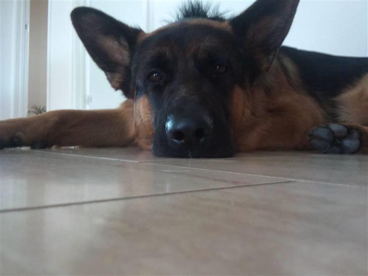 Schæferhund Buller R.I.P. billede 17