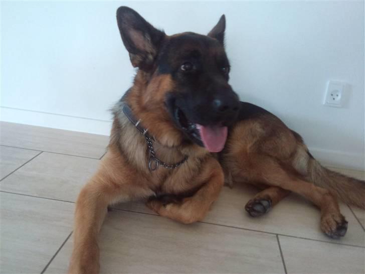 Schæferhund Buller R.I.P. billede 18