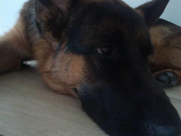 Schæferhund Buller R.I.P. billede 19