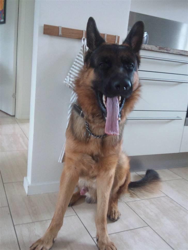 Schæferhund Buller R.I.P. - gab!!!!!!!!!!! hvor kedeligt... billede 20