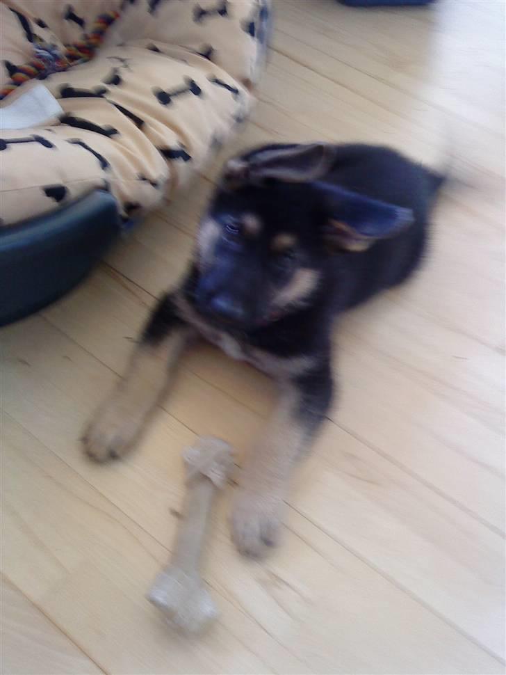 Schæferhund Neema - Jeg er så super sød... billede 10