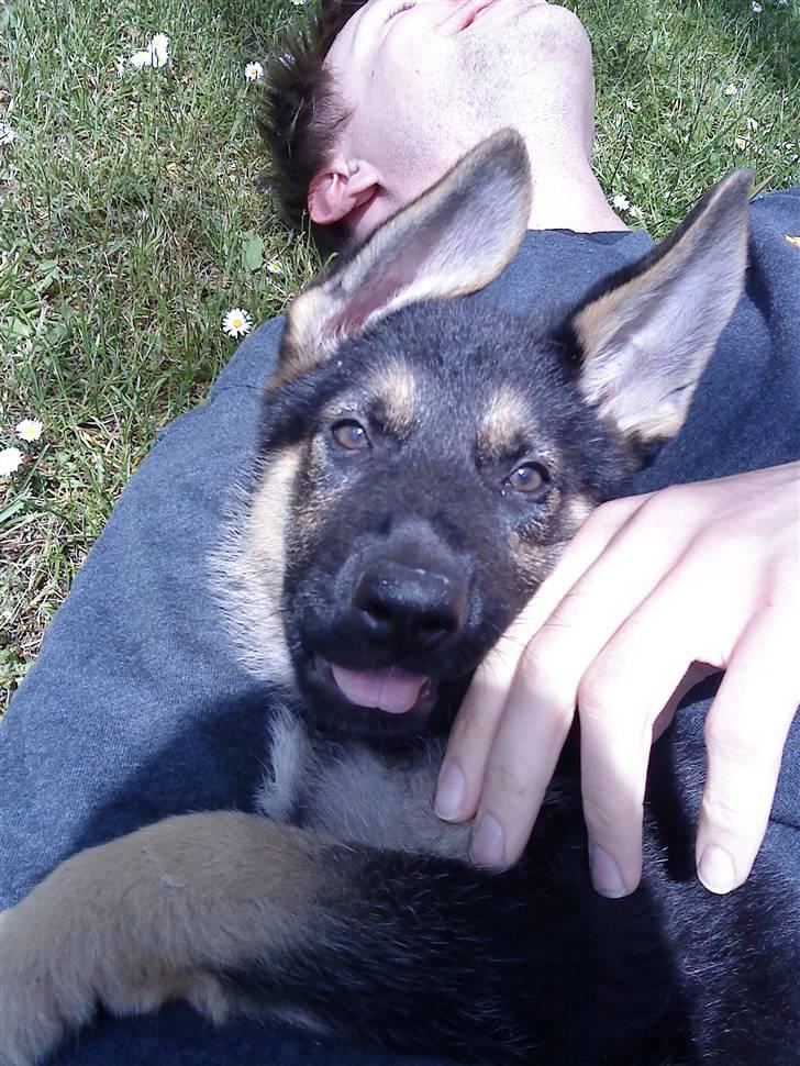 Schæferhund Neema billede 11