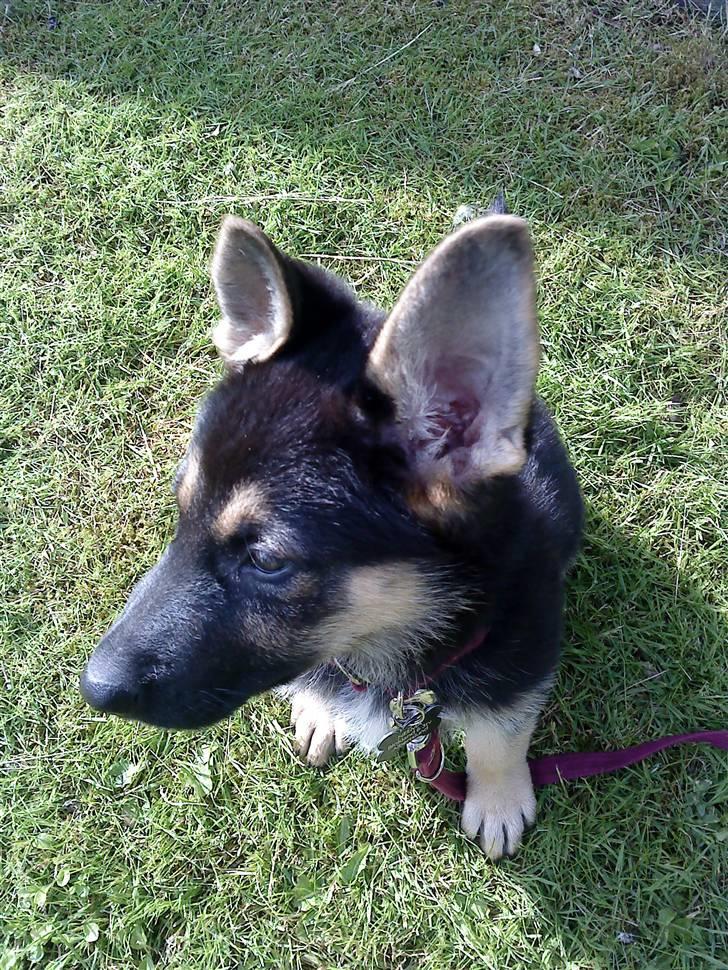 Schæferhund Neema - nyder det gode vejr:D billede 12