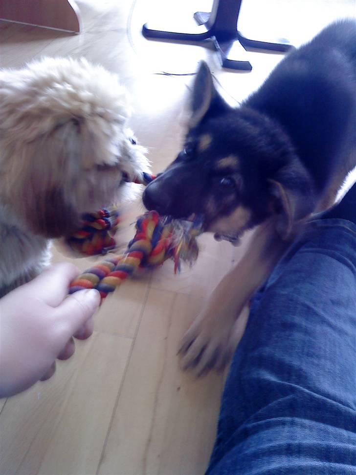 Schæferhund Neema - leger med min dejlige fætter billede 13