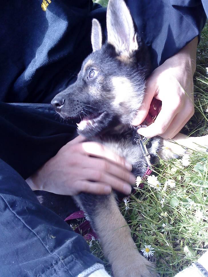 Schæferhund Neema billede 14