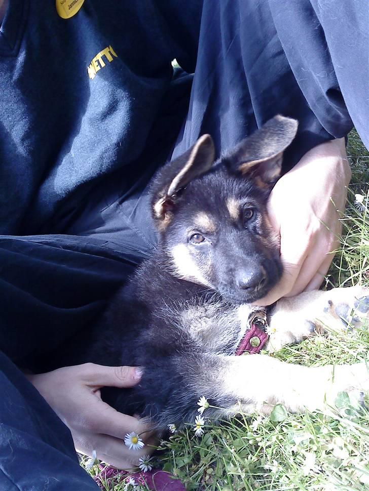 Schæferhund Neema billede 15