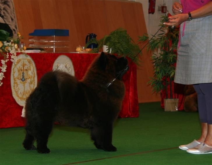 Chow chow Dai Lan Zung Tzung Le - Diva 11 måneder gammel og Tysk Jugend Champion og Tysk Jugend Club Champion billede 10