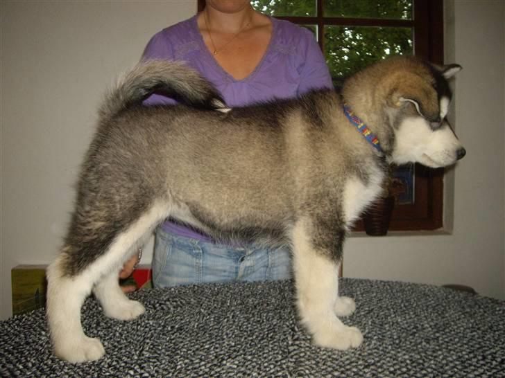 Alaskan malamute Pink - 10 uger billede 6