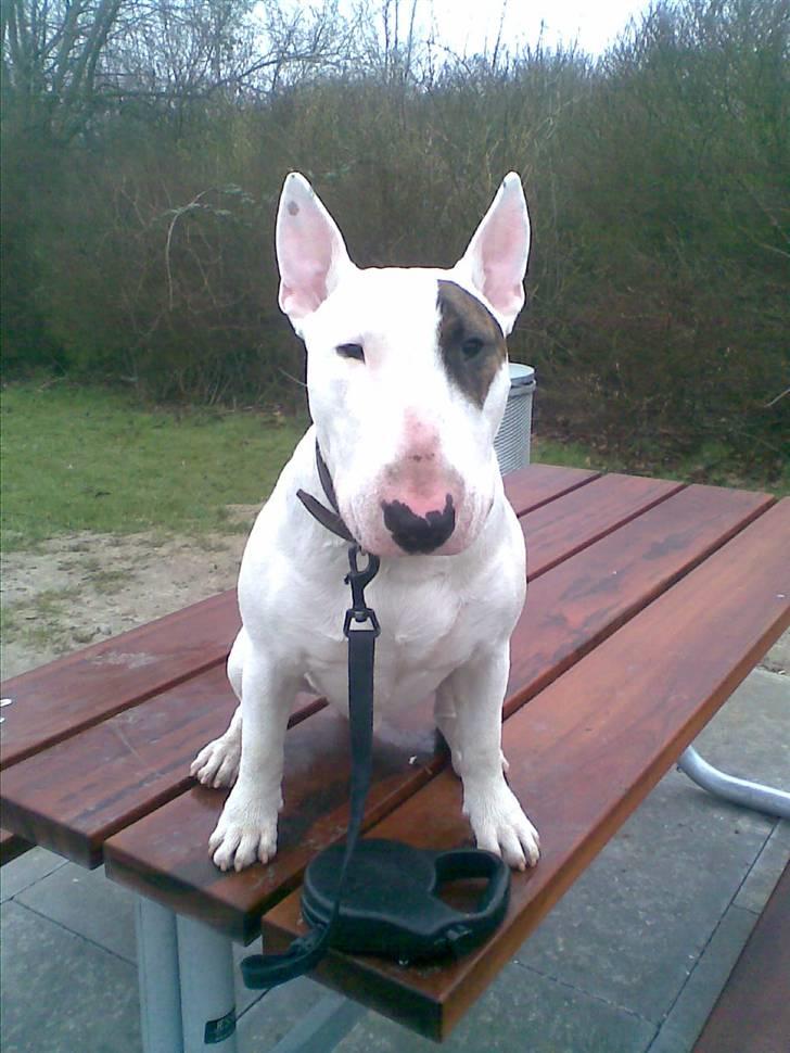 Bullterrier Kalle Kæphøj fik fred d.18.08.2011 billede 4