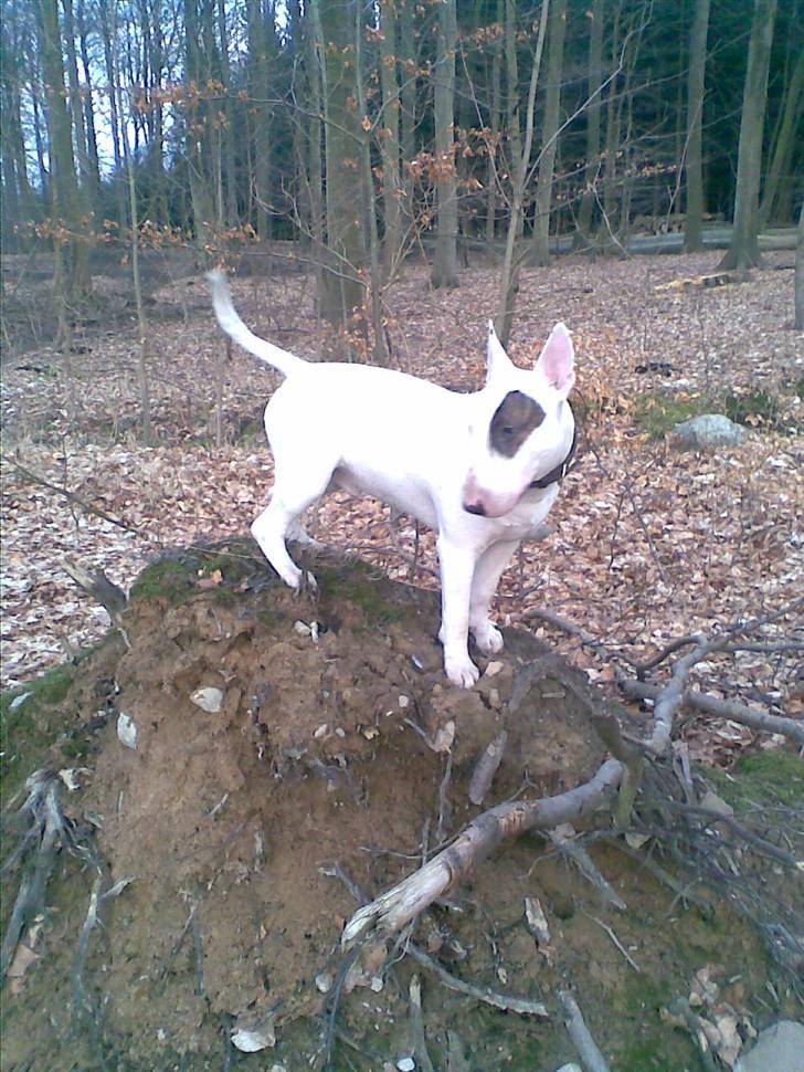 Bullterrier Kalle Kæphøj fik fred d.18.08.2011 billede 5