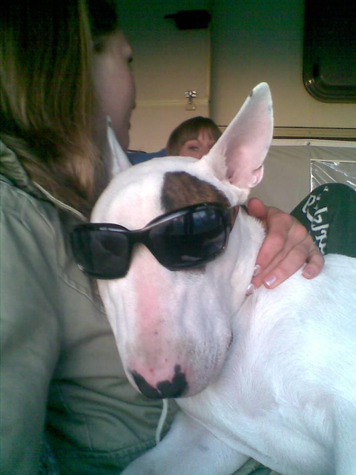 Bullterrier Kalle Kæphøj fik fred d.18.08.2011 billede 6