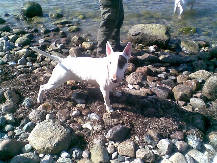 Bullterrier Kalle Kæphøj fik fred d.18.08.2011 billede 7