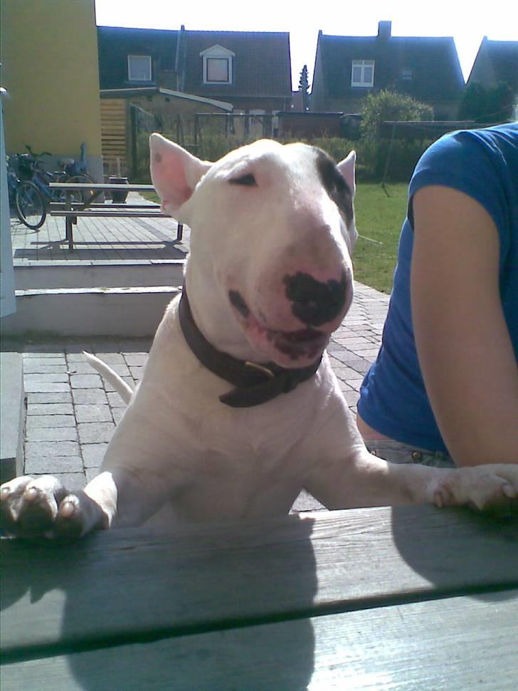Bullterrier Kalle Kæphøj fik fred d.18.08.2011 billede 9