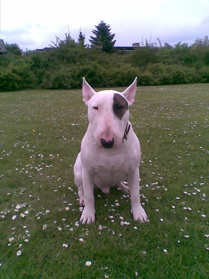 Bullterrier Kalle Kæphøj fik fred d.18.08.2011 billede 10