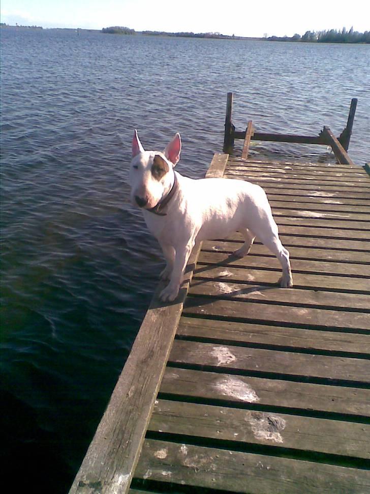Bullterrier Kalle Kæphøj fik fred d.18.08.2011 billede 11