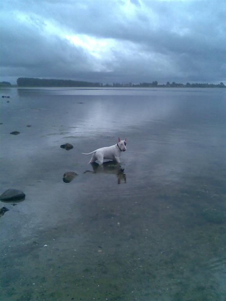 Bullterrier Kalle Kæphøj fik fred d.18.08.2011 billede 12