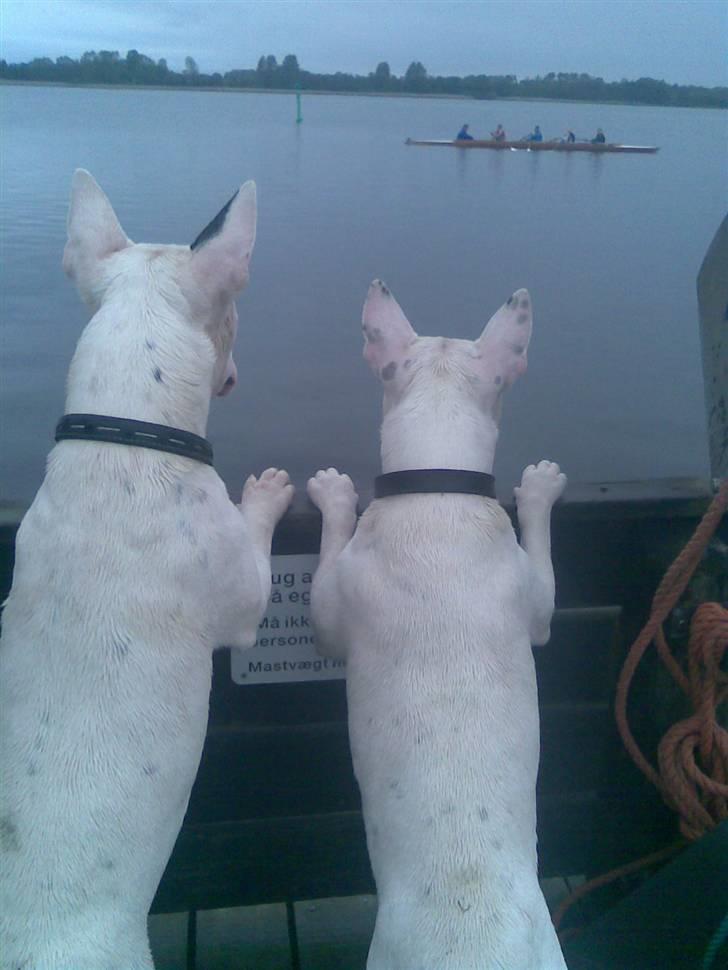 Bullterrier Kalle Kæphøj fik fred d.18.08.2011 billede 13