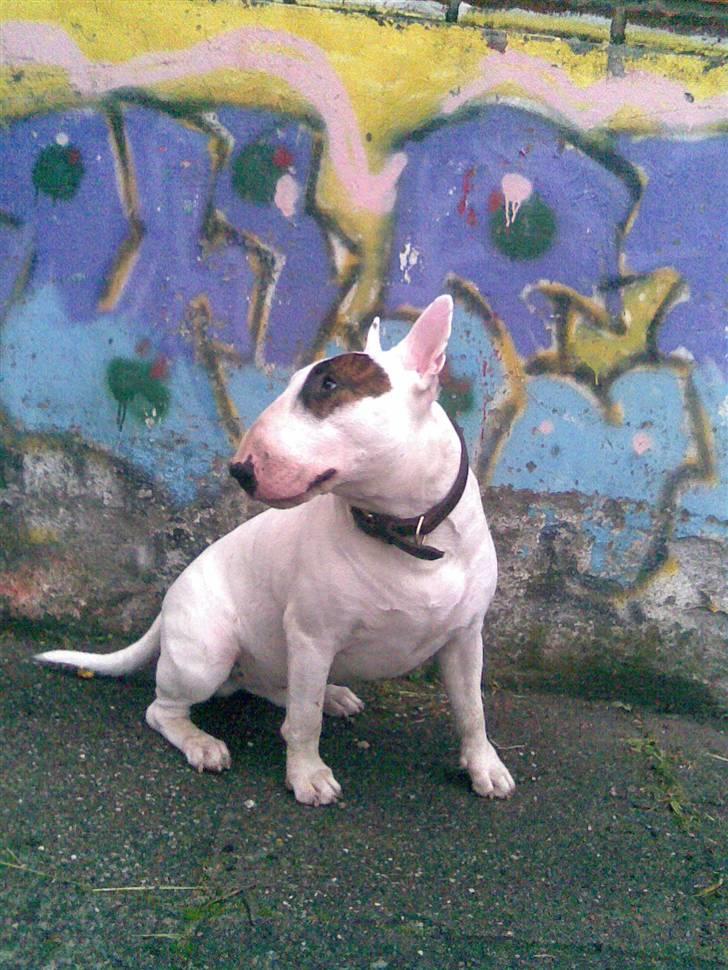 Bullterrier Kalle Kæphøj fik fred d.18.08.2011 billede 14