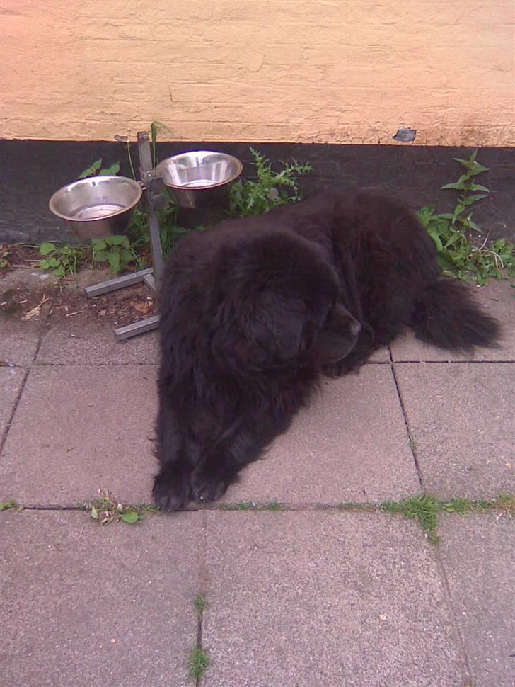 Newfoundlænder basil RiP billede 8