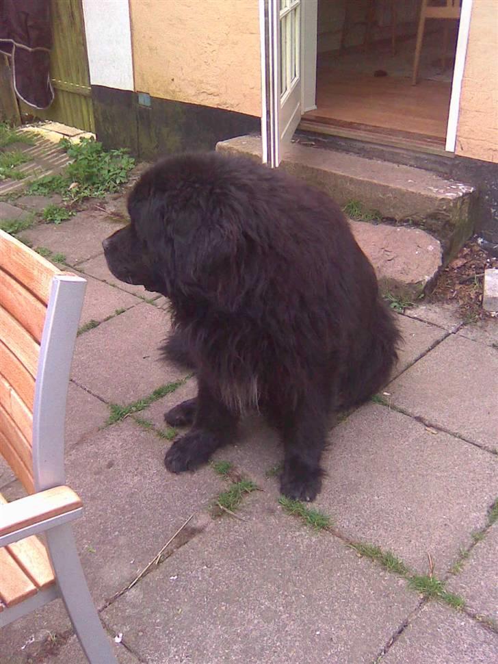 Newfoundlænder basil RiP billede 9