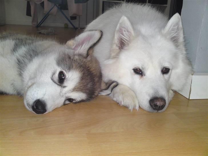 Alaskan malamute Enzo billede 7