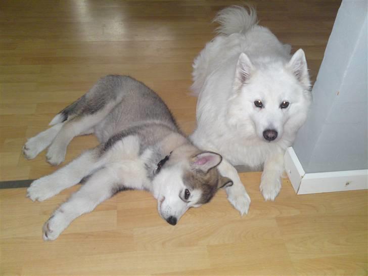 Alaskan malamute Enzo billede 9