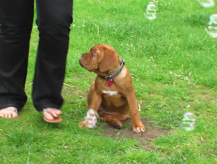 Dogue de bordeaux Viola- Batida Coco  - Ååååh hvad. Sæbebobler... billede 12
