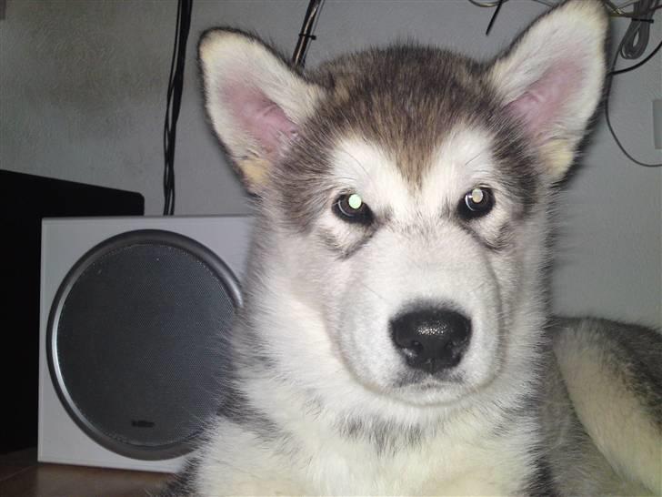 Alaskan malamute Enzo billede 10