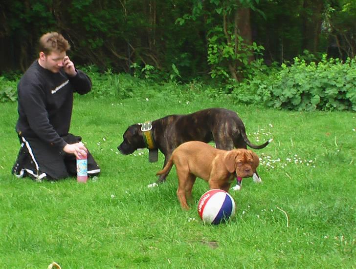 Dogue de bordeaux Viola- Batida Coco  - Hvis du går den vej, så tager jeg den anden.. billede 13