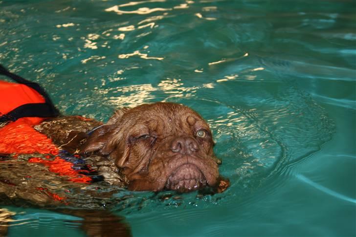 Dogue de bordeaux Viola- Batida Coco  - Så er man til svøøøøøøøøøømning igen billede 14