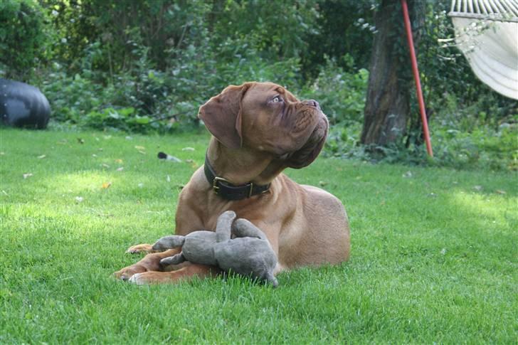 Dogue de bordeaux Viola- Batida Coco  - Hvor er det lige de bliver af ????? billede 15