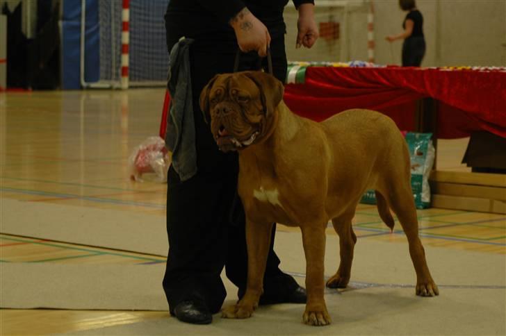 Dogue de bordeaux Viola- Batida Coco  - NYT. 12 mdr til udstilling i Blovstrød billede 16