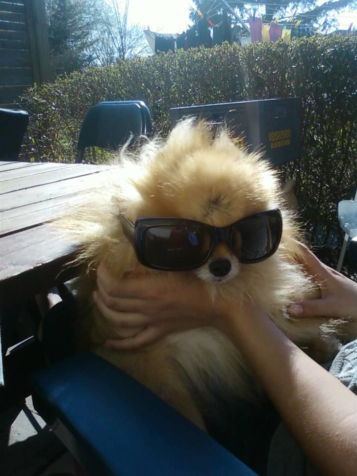 Pomeranian Cobillias Chico billede 11