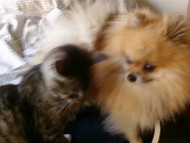 Pomeranian Cobillias Chico billede 12