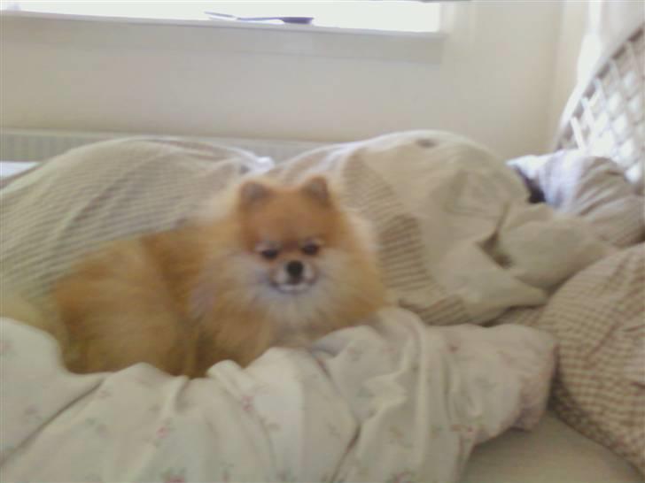Pomeranian Cobillias Chico billede 13