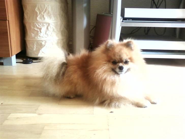 Pomeranian Cobillias Chico billede 14