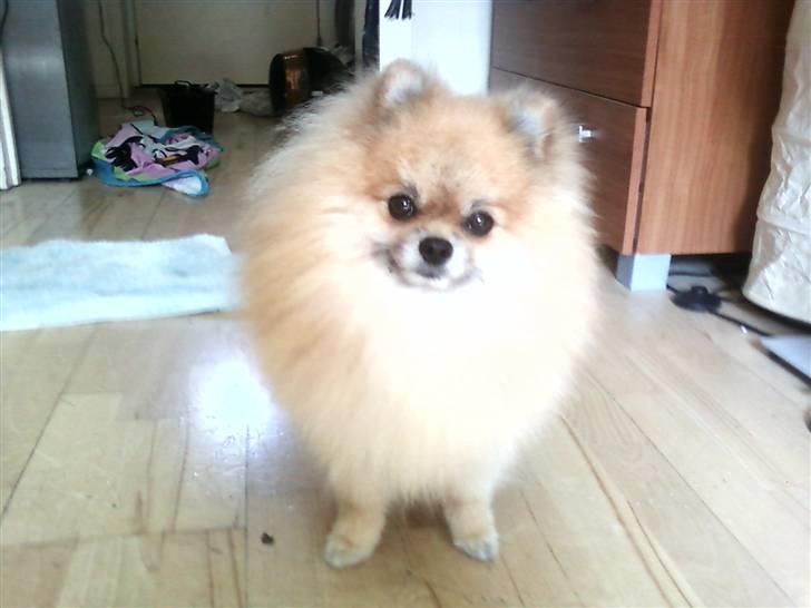 Pomeranian Cobillias Chico billede 15