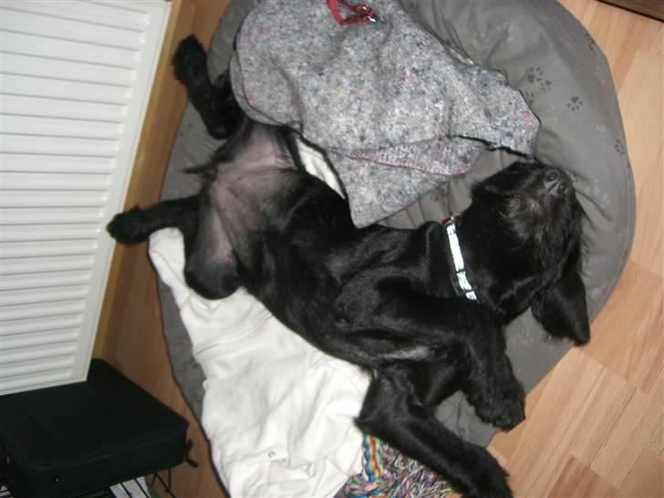 Blanding af racer Nova - Så sover man lige til middag billede 10