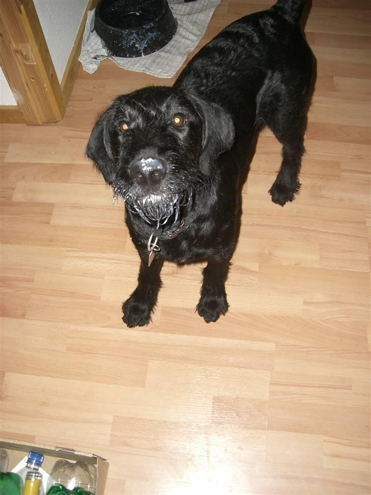 Blanding af racer Nova - Ih hvor jeg bare elsker kærnemælk... billede 12