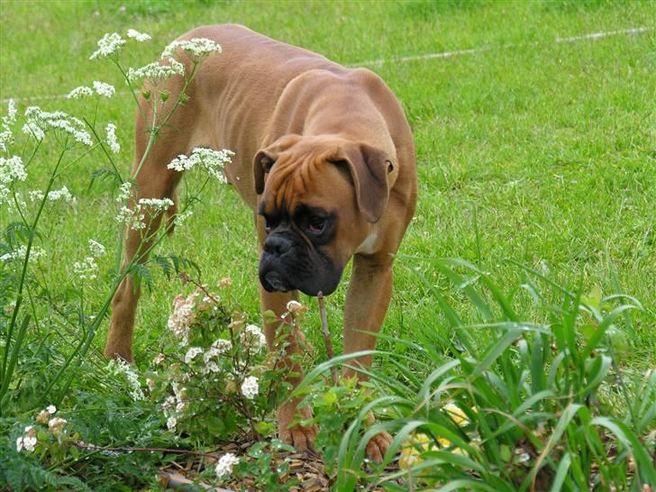 Boxer Lennon billede 9