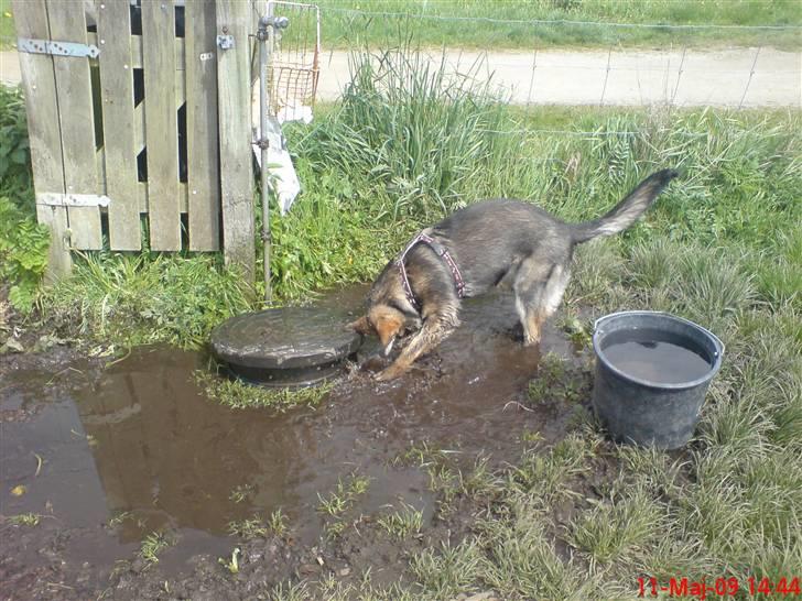 Schæferhund (hesselballe olli) billede 14