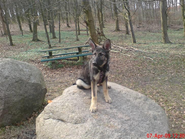 Schæferhund (hesselballe olli) billede 15