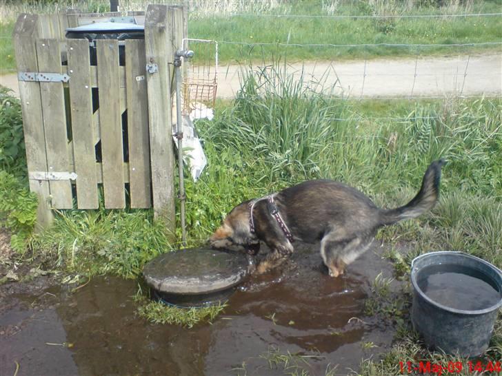 Schæferhund (hesselballe olli) billede 16
