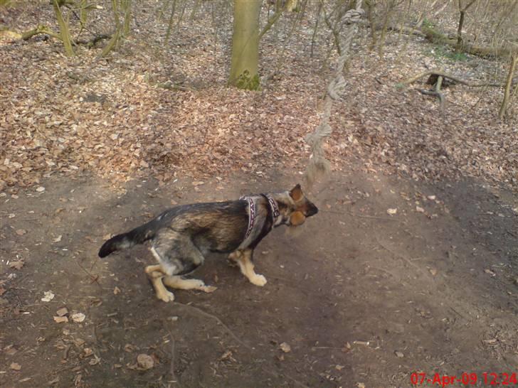 Schæferhund (hesselballe olli) billede 17