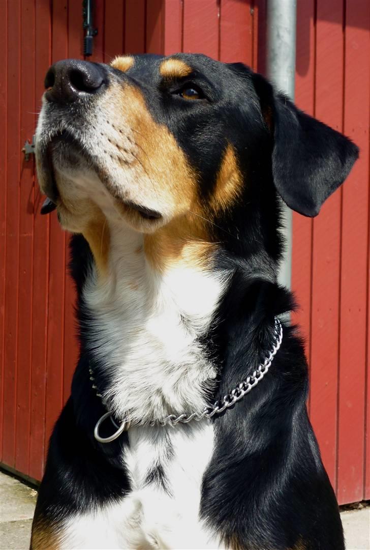 Blanding af racer Nico billede 15